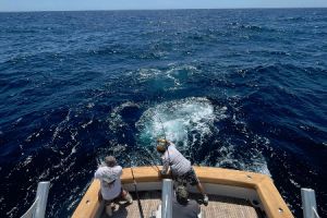 514479305 766690239017777 n