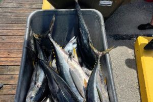 518361575 778938367792964 n