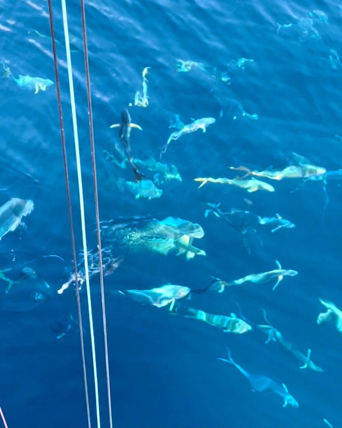 mahi3-10-15-21.jpg